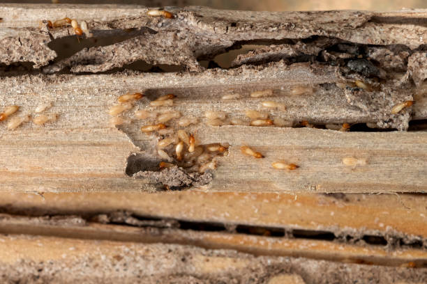 Best Best Pest Control Companies  in Pecatonica, IL